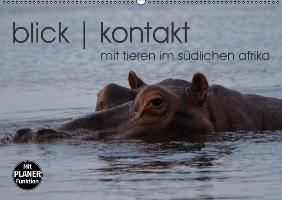 blick kontakt mit tieren im südlichen afrika (Wandkalender immerwährend DIN A2 quer)