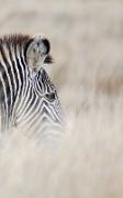 Alive! Zebra Stripes - Natural - Photo Art Notebooks (5 X 8 Series)