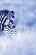 Alive! Zebra Stripes - Blue Duotone - Photo Art Notebooks (6 X 9 Series)