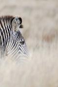 Alive! Zebra Stripes - Natural - Photo Art Notebooks (6 X 9 Series)
