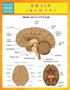 Brain (Human) (Speedy Study Guides)