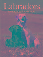 Labradors