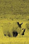 Alive! White Rhino - Yellow Duotone - Photo Art Notebooks (6 X 9 Version)