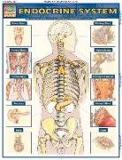 Endocrine System: Quickstudy Laminated Anatomy Reference Guide