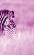 Alive! Zebra Stripes - Magenta Duotone - Photo Art Notebooks (5 X 8 Series)