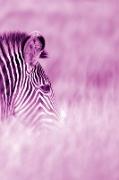 Alive! Zebra Stripes - Magenta Duotone - Photo Art Notebooks (6 X 9 Series)