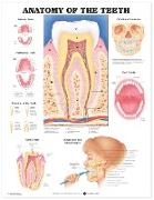 Anatomy of the Teeth Anatomical Chart