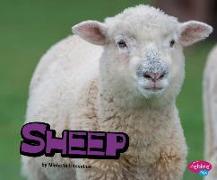 Sheep