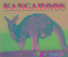 Kangaroos