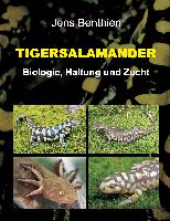 Tigersalamander