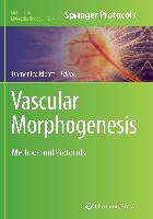 Vascular Morphogenesis