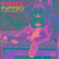 Just Boxer Puppies 2017 Wall Calendar