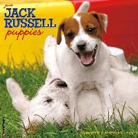 Just Jack Russell Puppies 2017 Wall Calendar