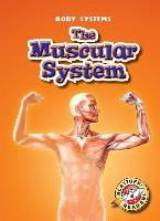 The Muscular System