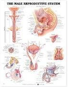 The Male Reproductive System Anatomical Chart