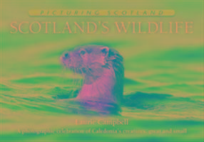 Scotland's Wildlife: Picturing Scotland