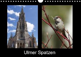 Ulmer Spatzen (Wandkalender 2017 DIN A4 quer)