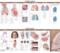 Anatomical Chart Company's Illustrated Pocket Anatomy: Anatomy & Disorders of the Respiratory System Study Guide