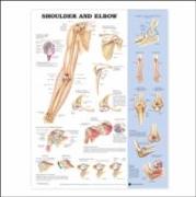 Shoulder and Elbow Anatomical Chart