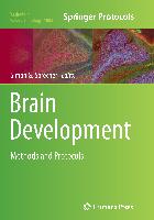 Brain Development