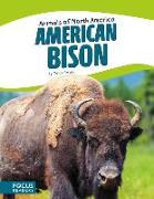 American Bison