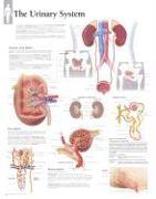 Urinary System Paper Poster