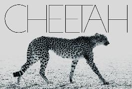 Mark Segal: Cheetah