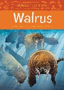 Animals Illustrated: Walrus