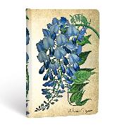 Hardcover Notizbücher Botanikmalerei Blühende Glyzinie Mini Liniert
