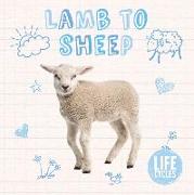 Lamb to Sheep