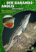 Der Bahama-Anolis