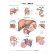 The Liver Anatomical Chart