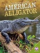 American Alligator