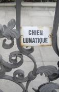 CHIEN LUNATIQUE