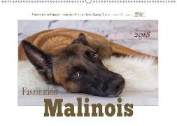 Faszination Malinois (Wandkalender 2018 DIN A2 quer)