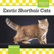 Exotic Shorthair Cats