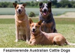 Faszinierende Australian Cattle Dogs (Wandkalender 2018 DIN A2 quer) Dieser erfolgreiche Kalender wurde dieses Jahr mit gleichen Bildern und aktualisiertem Kalendarium wiederveröffentlicht