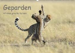 Geparden - Afrikas grazile Katzen (Wandkalender 2018 DIN A2 quer)