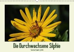 Die Durchwachsene Silphie - Eine Amerikanerin gibt Gas / CH-Version (Wandkalender 2018 DIN A3 quer)