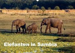 Elefanten in Sambia (Wandkalender 2018 DIN A2 quer)