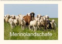 Merinolandschafe (Wandkalender 2018 DIN A2 quer)
