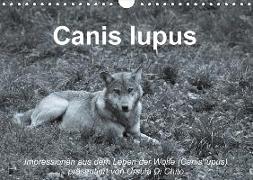 Canis lupus (Wandkalender 2018 DIN A4 quer)