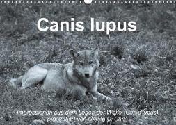 Canis lupus (Wandkalender 2018 DIN A3 quer)