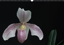 Frauenschuhe - die schönsten Orchideen der Welt (Wandkalender 2018 DIN A3 quer)