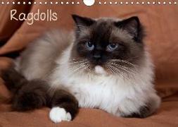 Ragdolls (Wandkalender 2018 DIN A4 quer)