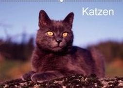 Katzen (Wandkalender 2018 DIN A2 quer)