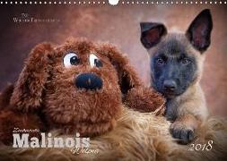 Zauberhafte Malinos Welpen - Belgische Schäferhunde (Wandkalender 2018 DIN A3 quer)
