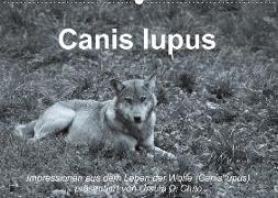 Canis lupus (Wandkalender 2018 DIN A2 quer)