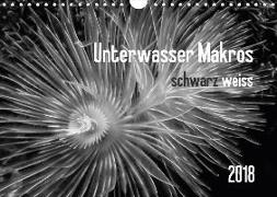 Unterwasser Makros - schwarz weiss 2018 (Wandkalender 2018 DIN A4 quer)