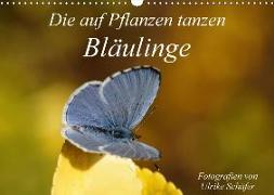 Die auf Pflanzen tanzen: Bläulinge (Wandkalender 2018 DIN A3 quer)